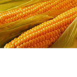 TEAM I LOVE CORN
