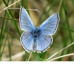 Butterflies Garden