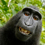 the jungle monkis