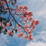 --{ Lovely }--