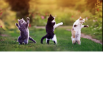 I like cats 123