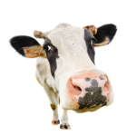 The cow cult12