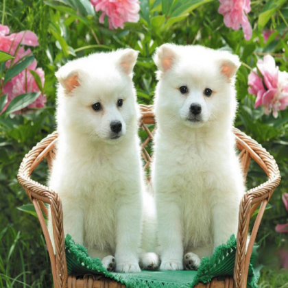 Cute dogs Roblox decal