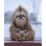 The_Sloth_Fans_Forever