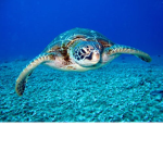 I eat turtles