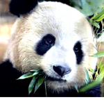Pandilleros