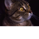 Hazel the cat’s group
