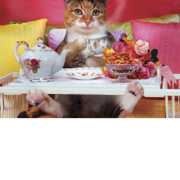 Draco's cat tea party