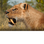 Sabertooth Studio