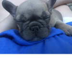 Izzys puppy love