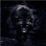 Black Wolf playz group ROBLOX official