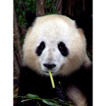 The panda pandemic fan club