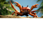 crabby community