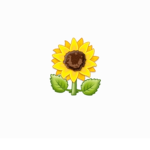 •sunflowerfam•