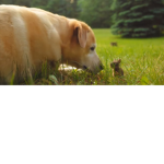 Dog/Bunny people