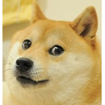 The doge group if your human it is ok to join