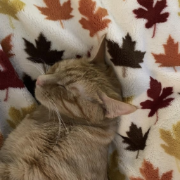 ୨🍁୧