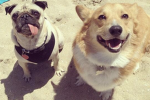 Pug and corgi group