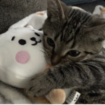 cats are super duper cool