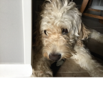 Ilovedogsswarmpop