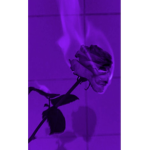 Nox.jealy