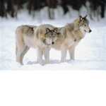 White Wild Wolves