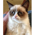 Grumpy Cat Studios