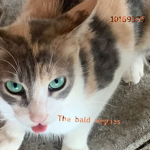 The bald wiggies