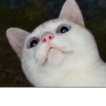 Pop cat army pop pop pop pop pop pop pop pop pop