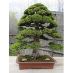 bonzai community