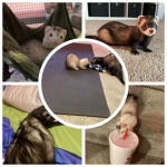 Holly and Slinky forever