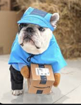 delivery puppy fan group