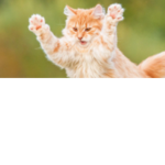 Kitty Crew & Furrys