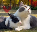 cats and bunnies club