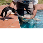 Penguin-Dolphin Corporation