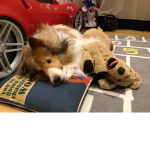 Mason and doge fan club