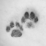 mewlert
