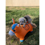 Cody and ringo