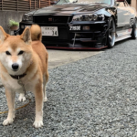 柴犬