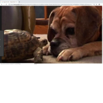 Turtle And Dog Fan Club
