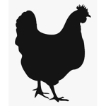 True Believers of the Chicken