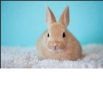Bunnyes for life