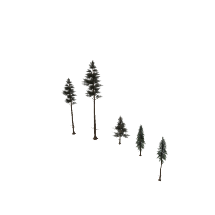 subalpine forest trees