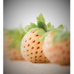PineBerry Fan Group