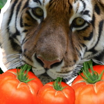 Tigermate-crew