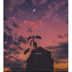 .starry.night.