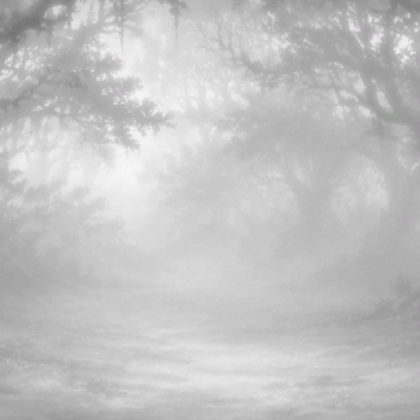 Grainy White Mossy Grove Forest Background