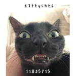 k1ttyc4ts