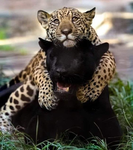 Animals cute forever love