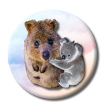 The Koala and Quokka Squad